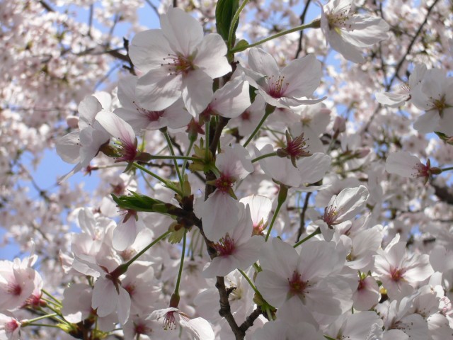 Image:20051102SAKURA.jpg