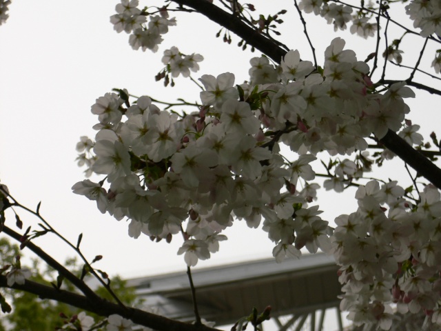 Image:20060408FirstSakura.jpg
