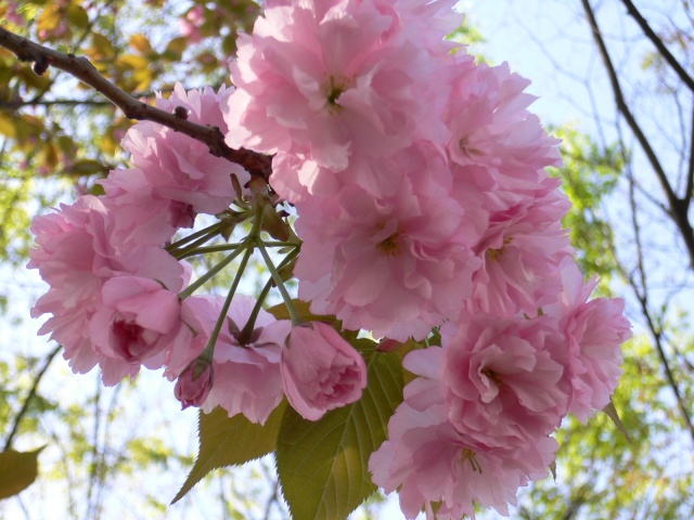 Image:20060423SAKURAagain.jpg