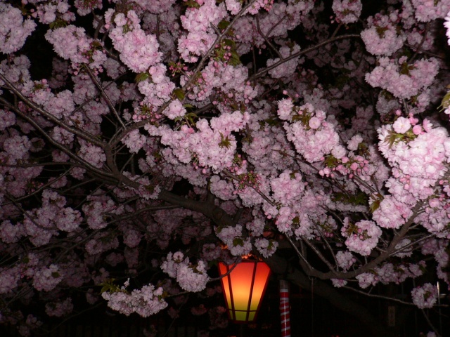 Image:20060502SAKURAin_theNight.jpg