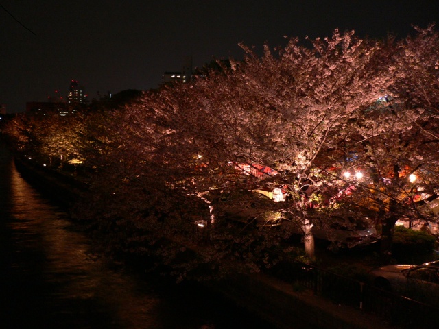 Image:20060504SAKURAin_theNight.jpg