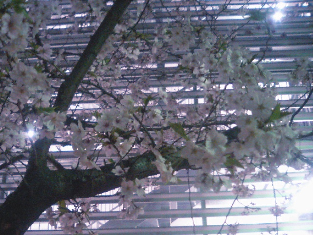 Image:20070405SAKURA.jpg