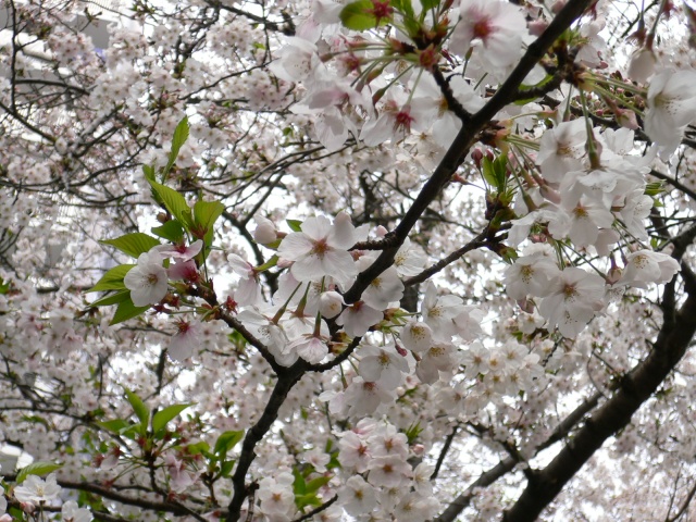 Image:20070525SAKURA2007.jpg