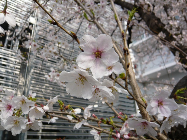 Image:20080417SAKURAatneighborhood.jpg