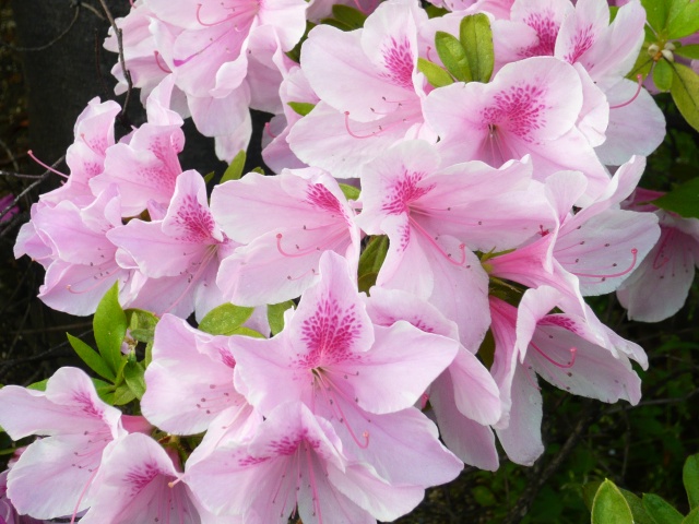 Image:20080502Azalea.jpg