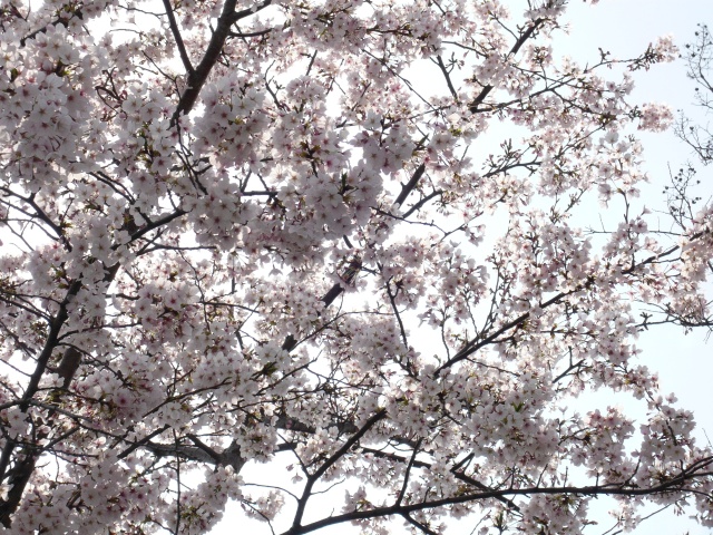 Image:20080629SAKURA2008.jpg