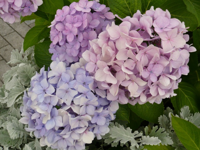 Image:20080727Hydrangea.jpg