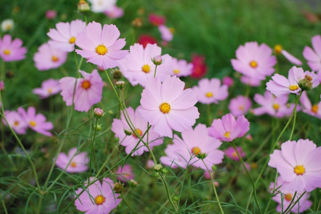 Image: 20081014Cosmos.jpg