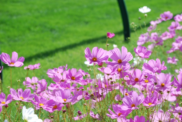 Image: 20081124Cosmos.jpg