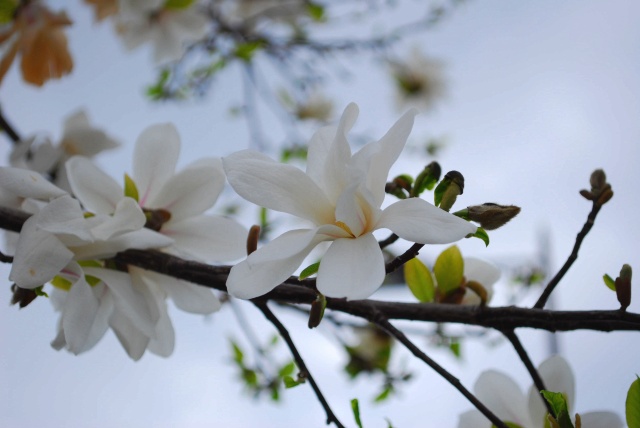 Image:20090323KobushiMagnolia.jpg