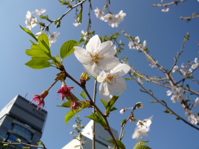 Image:20090328SAKURA2009_1st.jpg