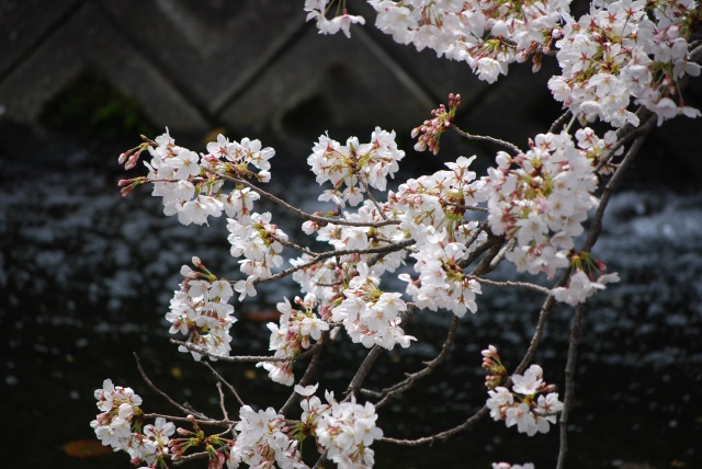 Image:20090402SAKURAinSHUKUGAWA.jpg