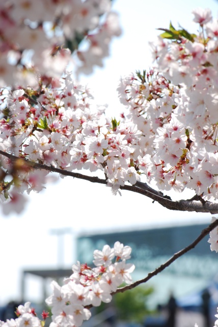 Image: 20090411HANSHIN-RC-SAKURA.jpg