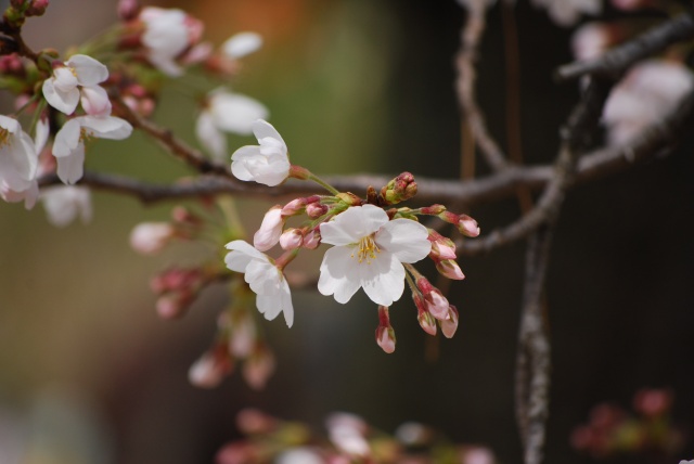 Image:20090423SAKURAinSHUKUGAWA2.jpg