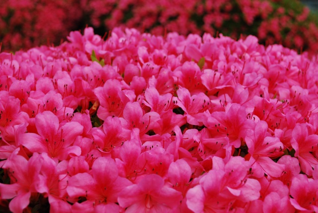 Image:20090525RhododendronIndicum.jpg