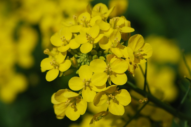 Image:20100329SeekingSpring.jpg