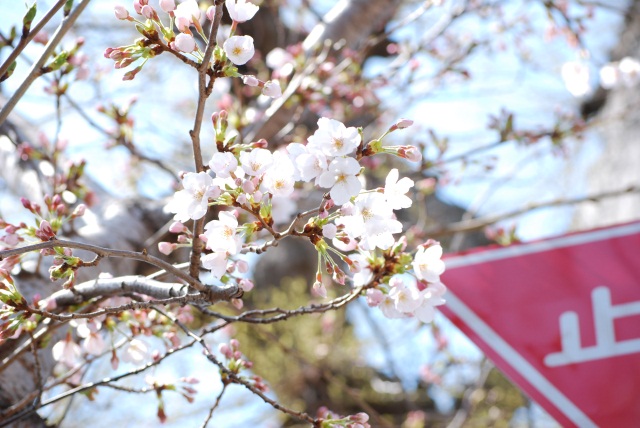 Image:20100404SAKURAComes.jpg