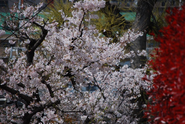 Image:20100504SAKURASlopingRoad.jpg