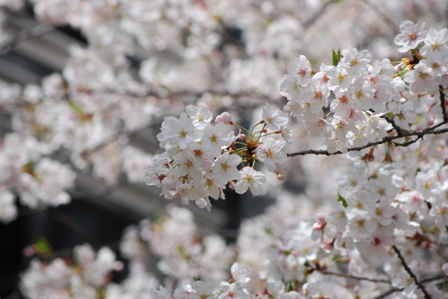 Image:20100505neighborhoodSAKURA.jpg