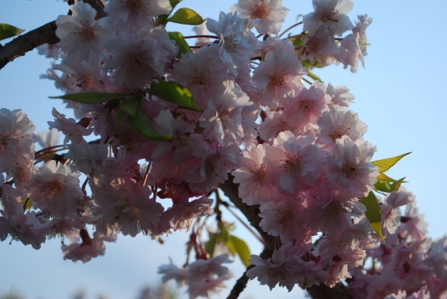 Image:20100506ShidareSAKURA.jpg