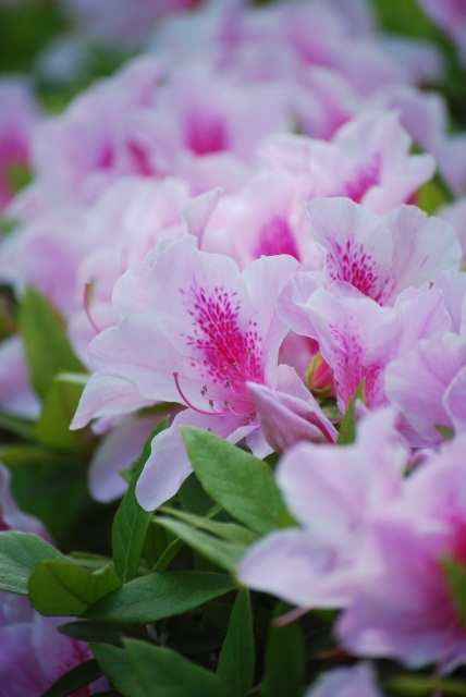Image:20100507RhododendronIndicum.jpg
