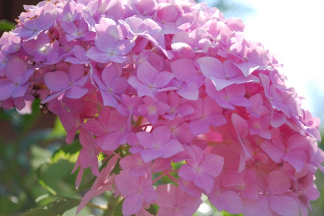 Image:20100627Hydrangea.jpg