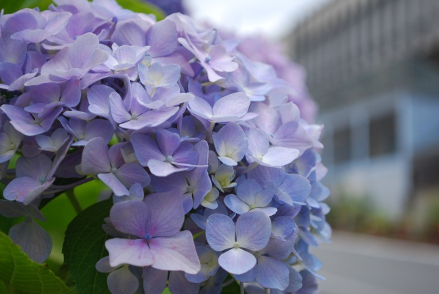 Image:20100712Hydrangea.jpg