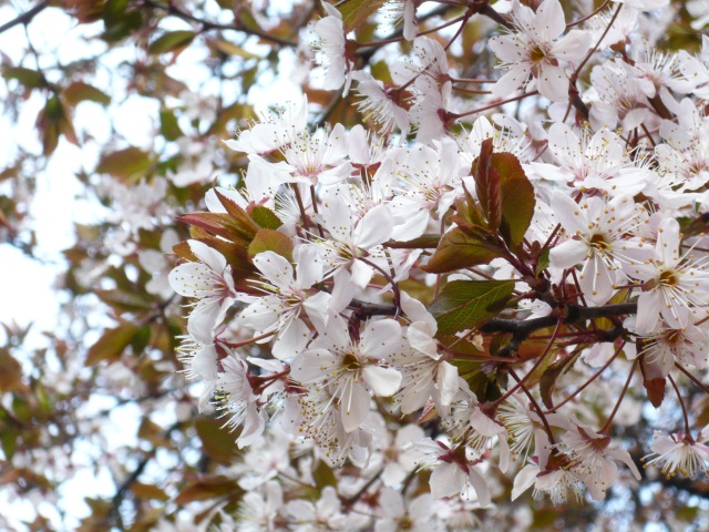 Image:20110329SpringWillCome.jpg