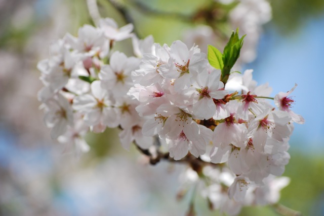 Image:20110410SAKURA-2011Apr2ndWeek-1.jpg