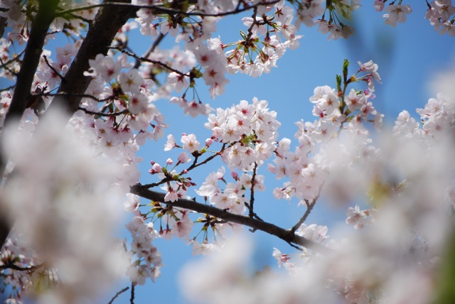 Image:20110410SAKURA-2011Apr2ndWeek-2.jpg