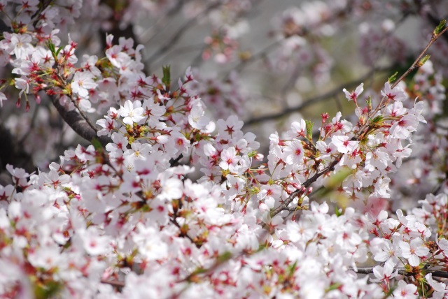 Image:20110410SAKURA-2011Apr2ndWeek-4.jpg