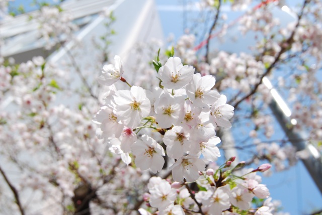 Image:20110410SAKURA-2011Apr2ndWeek-5.jpg