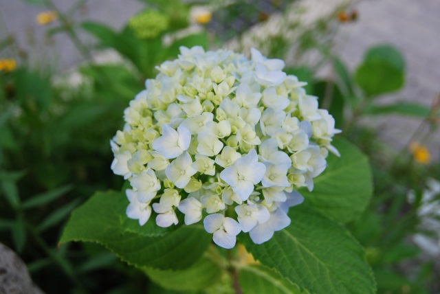 Image:20110629EarlyHydrangea.jpg