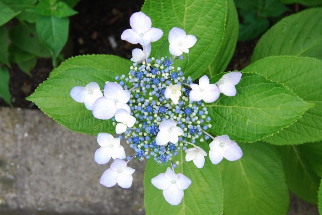 Image:20120616Hydrangea.jpg