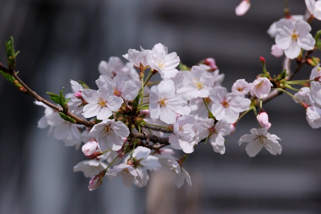 Image:20130331SAKURA.jpg