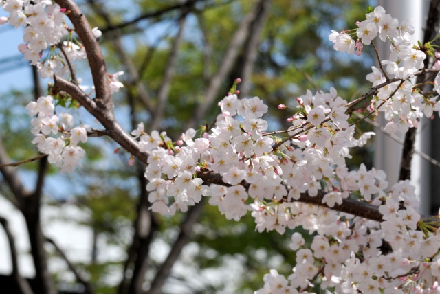 Image:20130408SAKURA.jpg