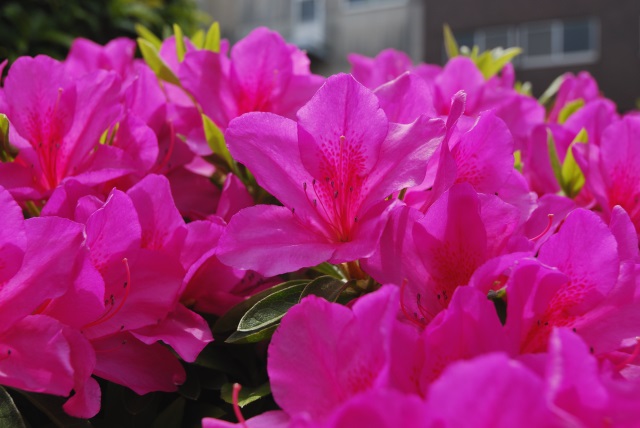 Image:20130421Azalea.jpg