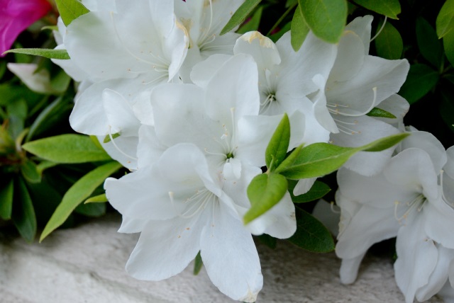 Image:20130426Azalea.jpg