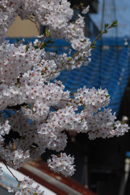 Image:20130501SAKURA.jpg