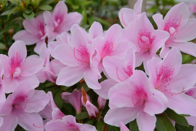 Image:20130516Azalea.jpg