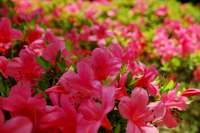 Image:20130518Azalea.jpg