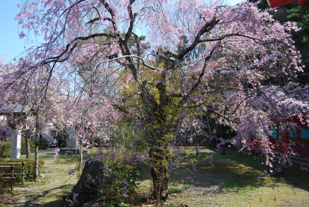 Image:20130518SENDAI-SAKURA.jpg