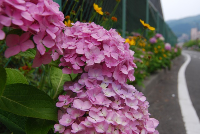 Image:20130610Hydrangea.jpg