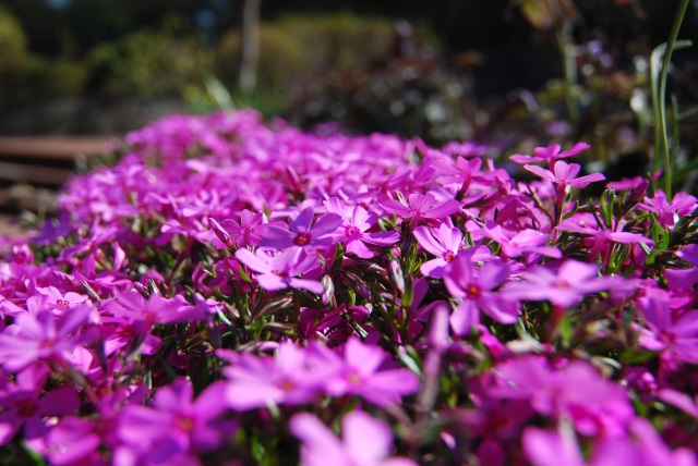 Image:20130615mossphlox.jpg