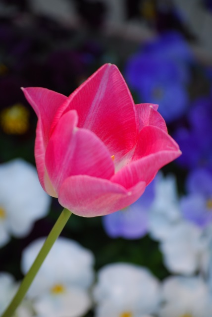 Image:20130621Tulip.jpg