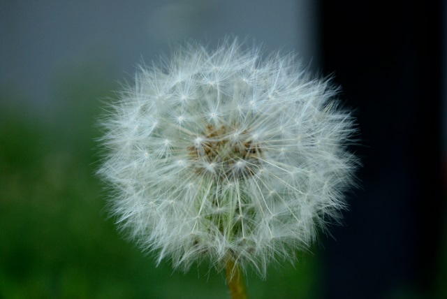 Image:20130630dandelion.jpg