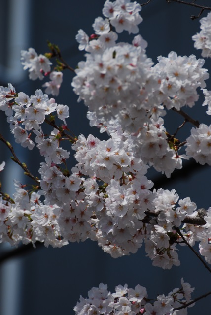Image:20130715SAKURA.jpg