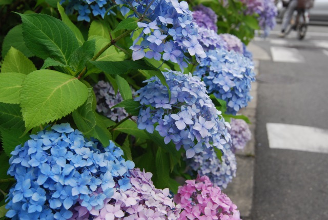 Image:20130809Hydrangea.jpg