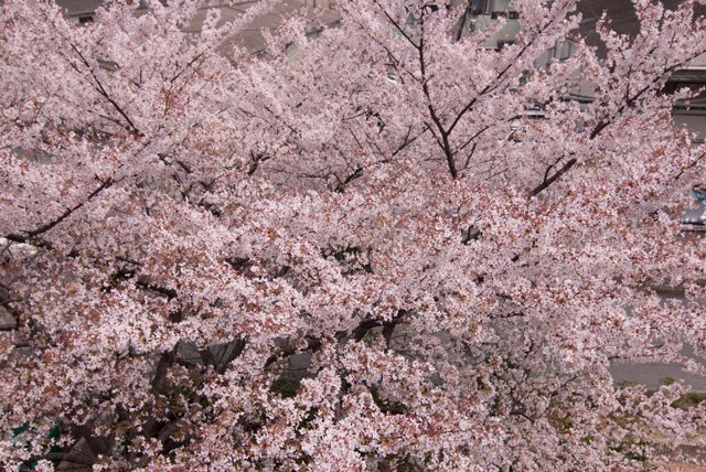 Image:D60/20140426SAKURA2014.jpg