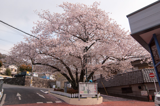 Image:D60/20140505SAKURA2014.jpg